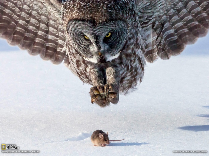 Great Grey Owl hunting a mouse in the snow