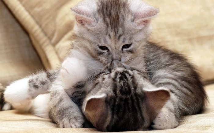 Two adorable kittens playing and hugging