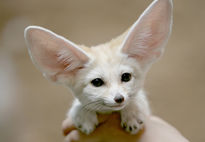 Fennec fox with large ears held by a hand