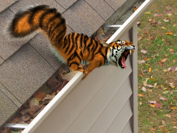 Tiger-squirrel hybrid in a gutter