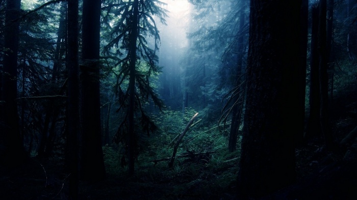 Dark and misty forest with tall trees