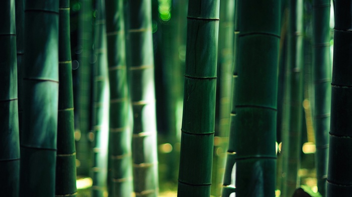 Green bamboo stalks in a forest