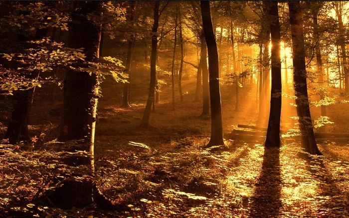 Sunlight filtering through trees in a forest