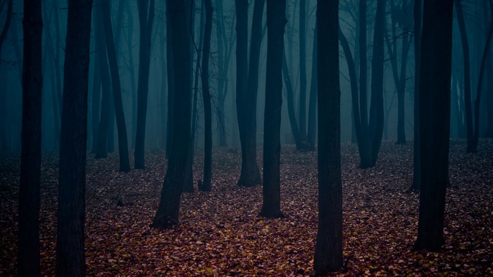 Dark forest with fallen leaves and fog