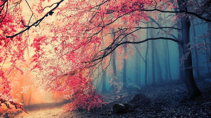 Pink and orange trees in a misty forest