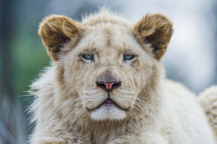 Close-up of a young white lion's face