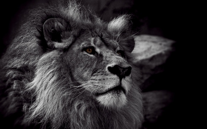 Monochrome portrait of a lion