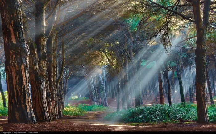 Sunlight streams through a forest of pine trees