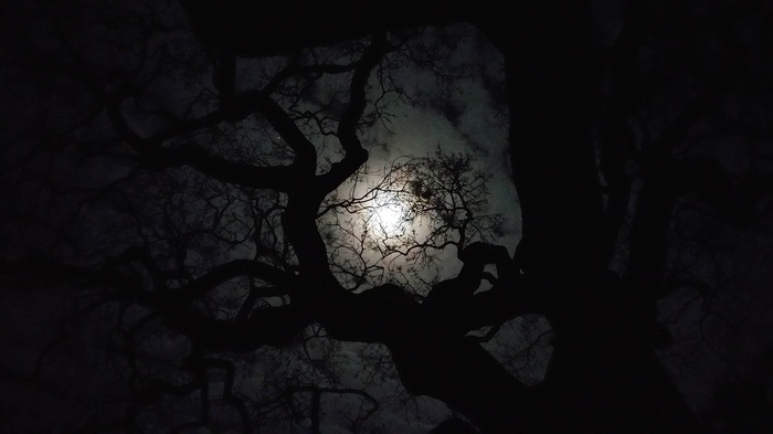 Silhouette of bare trees against the moon at night