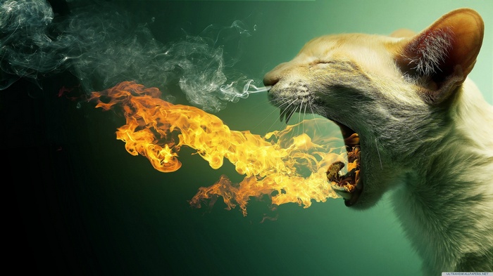 Cat breathing fire and smoke