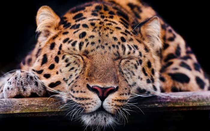 A sleeping leopard with closed eyes