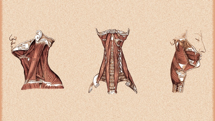Anatomical illustration of neck and throat muscles