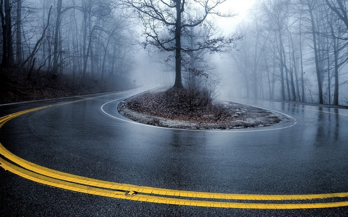 A foggy road winding through a forest