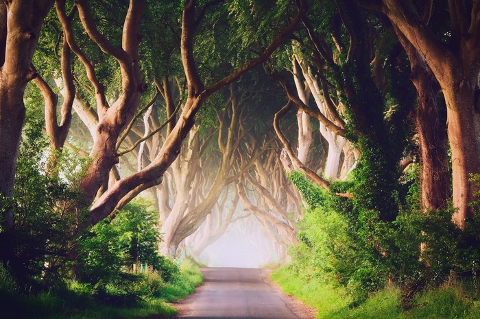 The Dark Hedges, Northern Ireland