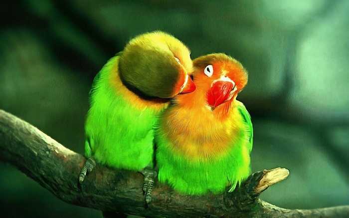 Two lovebirds perched on a branch