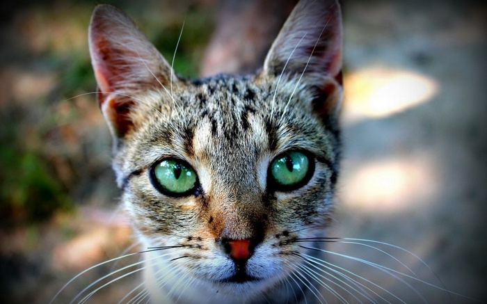 Close-up of a tabby cat with green eyes