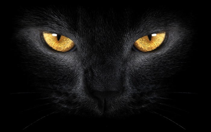 Close-up of a black cat's intense yellow eyes