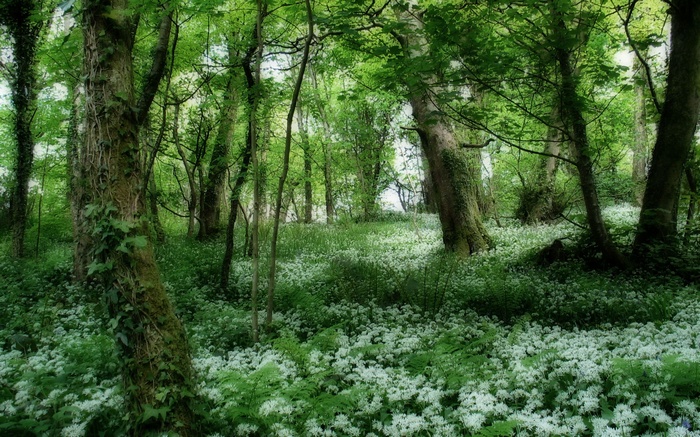 A forest floor carpeted with white flowers in spring