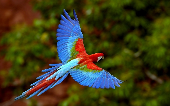 Scarlet Macaw Parrot in Flight