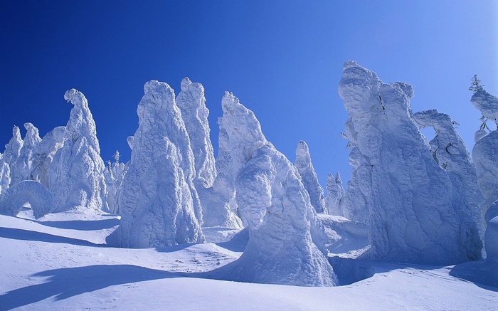 Snow-covered trees in a winter landscape under a blue sky