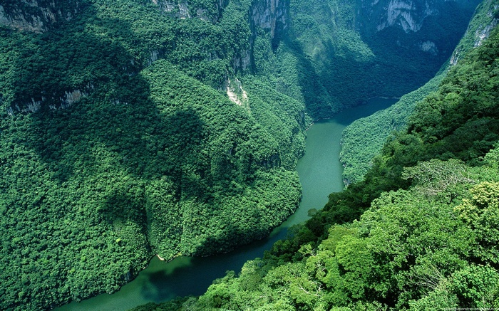 River flowing through a lush green canyon