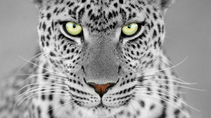 Close-up of a leopard's face with selective coloring
