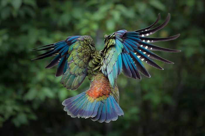parrot, colorful, animals, New Zealand, kea, birds, feathers