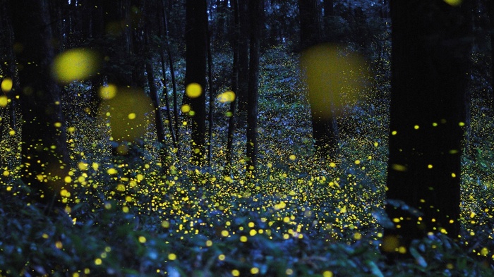 Fireflies glowing in a dark forest at night
