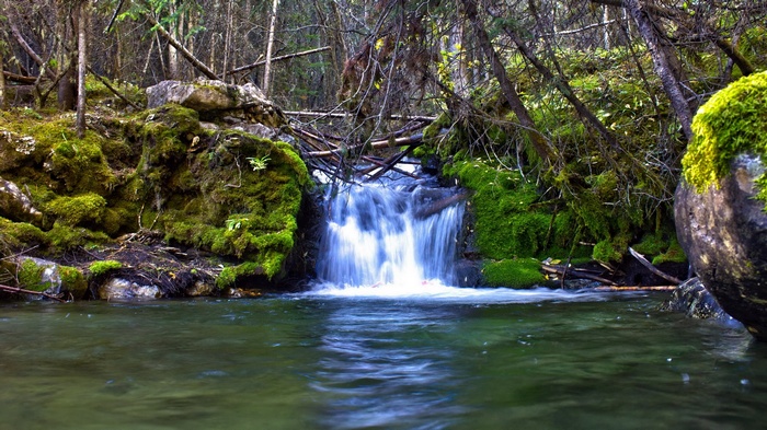 Small waterfall in a mossy forest