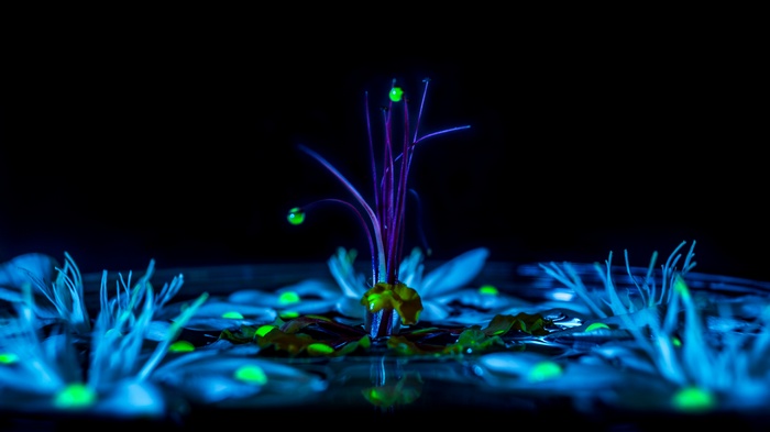 Close-up of a glowing flower under UV light