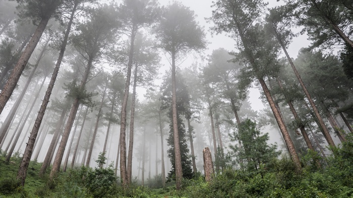Tall pine trees in a foggy forest