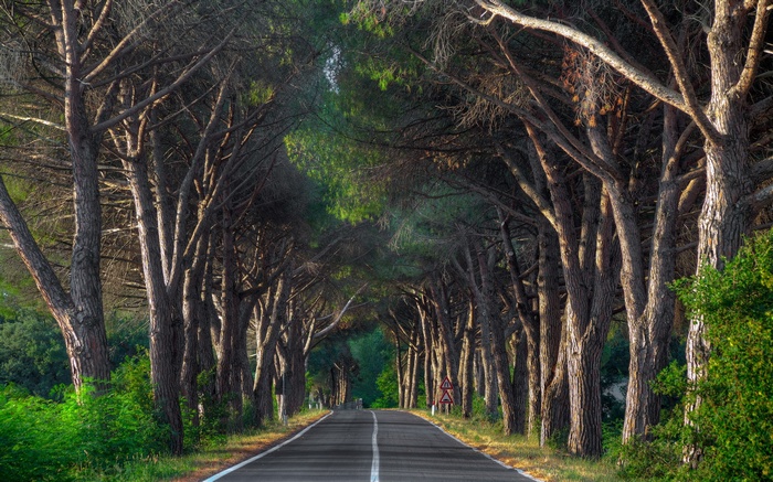 A tree-lined road with a white stripe