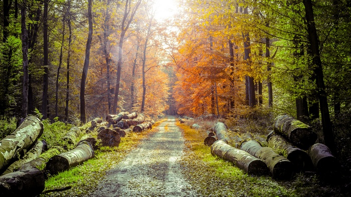 Sunlight filtering through a forest with felled logs