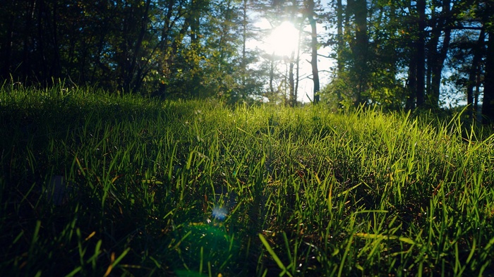 Sunlight filtering through trees onto green grass