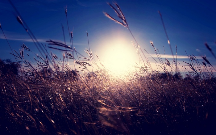 Sunlight shining through grass in a field