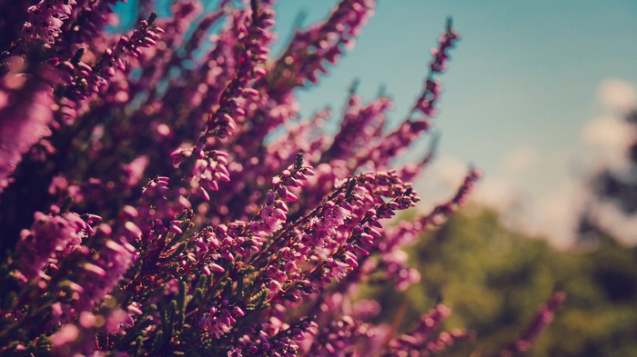 Close-up of pink heather flowers in bloom