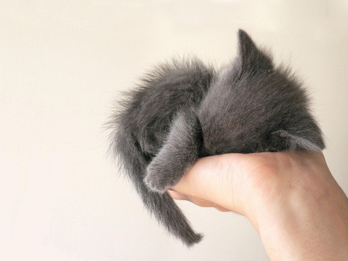 A fluffy grey kitten sleeping in a hand