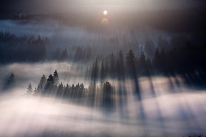 Sunlight beams through mist in a forest landscape
