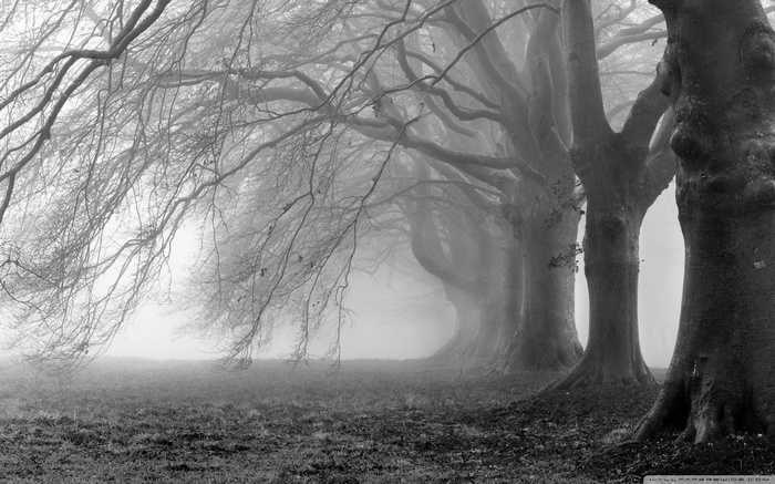 Bare trees in a foggy forest