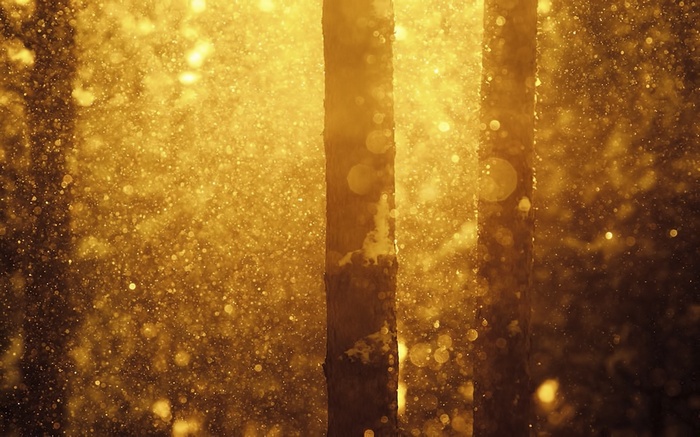 Sunlight filtering through trees in a forest with bokeh
