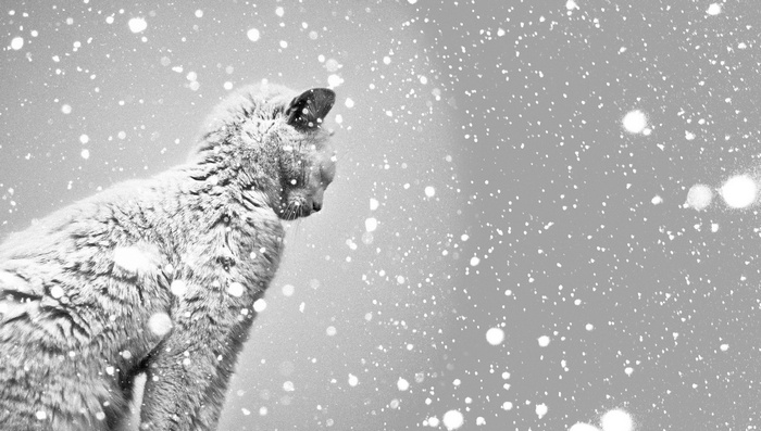 A cat in the snow