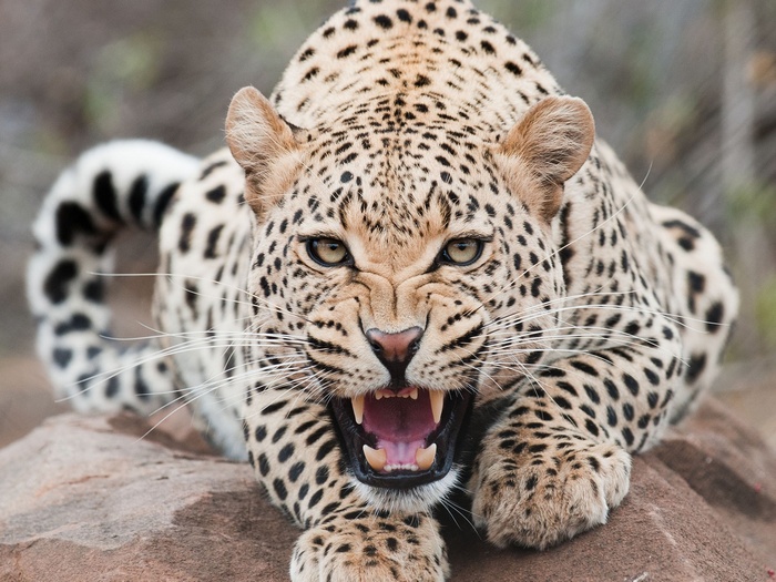 Leopard snarling with mouth open on a rock