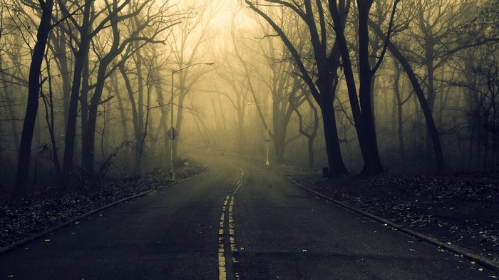 A foggy road through a spooky forest