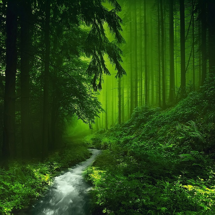 A stream flows through a green forest with tall trees.