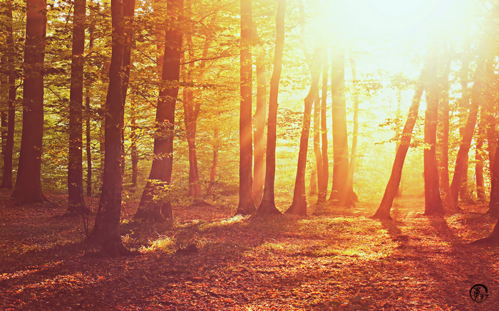 Sunlight filtering through a forest with fallen leaves