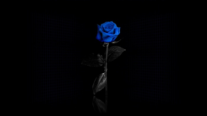 A single blue rose with black leaves on a black background