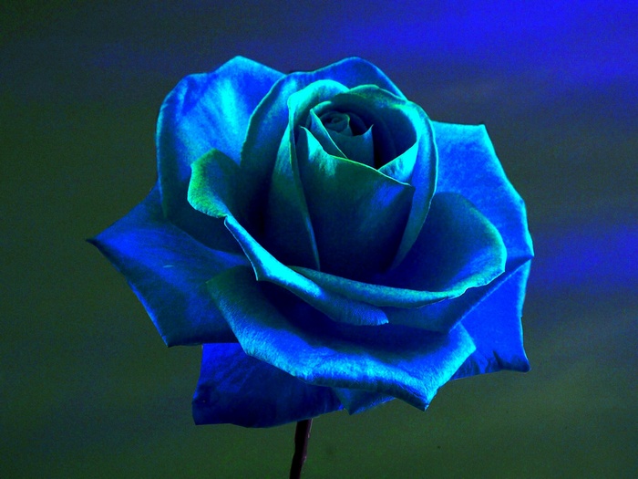 A single blue rose with green accents
