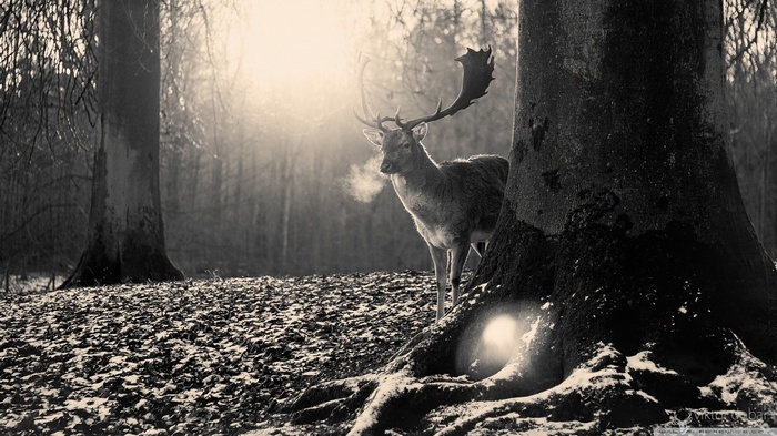 Deer in a vintage forest with sunlight