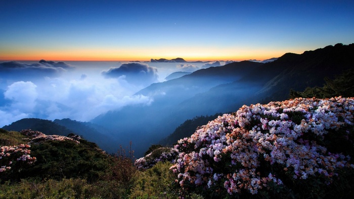 Mountain landscape with flowers at sunrise