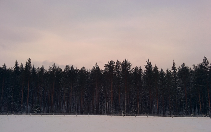 Snowy forest landscape in Sundsvall, Sweden